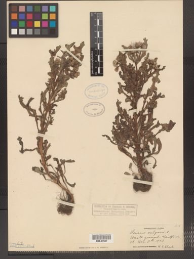 Senecio vulgaris