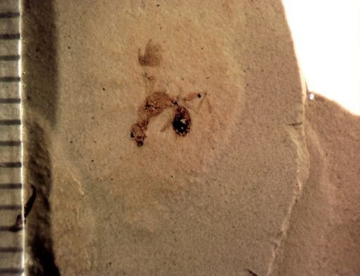 undet. Hymenoptera