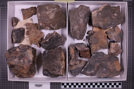 mixed taxa, stratigraphic collection