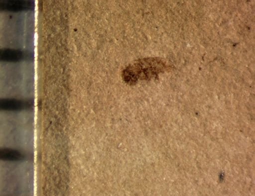 undet. Coleoptera