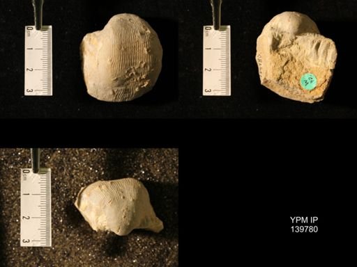 Productus (Linoproductus) lineatus