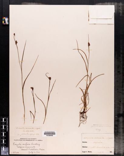 Luzula confusa