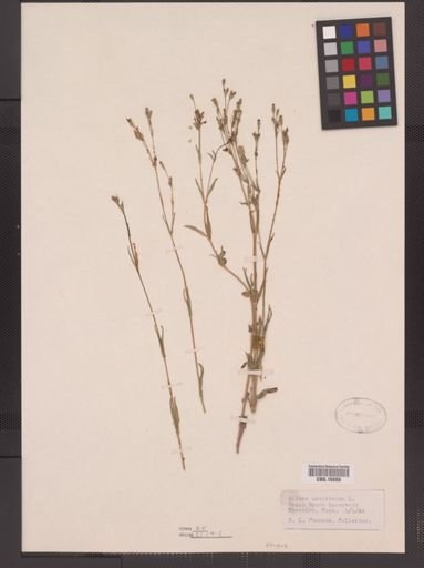 Silene antirrhina