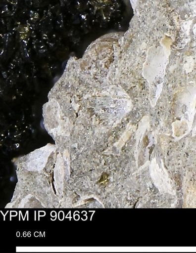 undet. Bivalvia