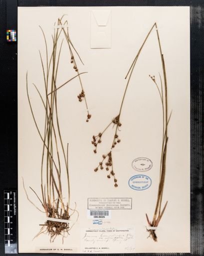 Juncus subcaudatus
