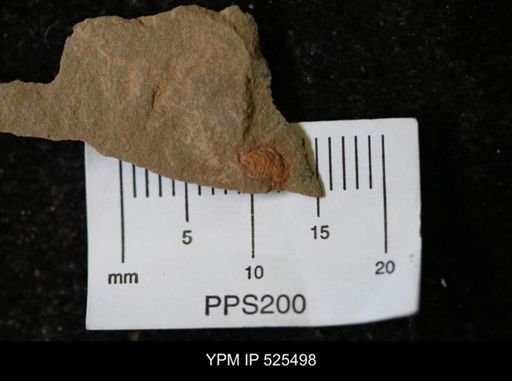 undet. Synziphosurina