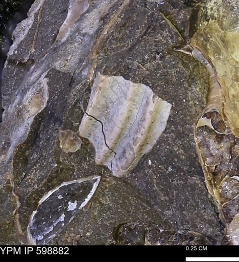 Hoploscaphites sp.