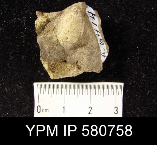 undet. Linguloidea