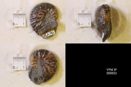 Jeletzkytes nebrascensis