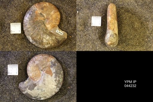 Hoploscaphites comprimus