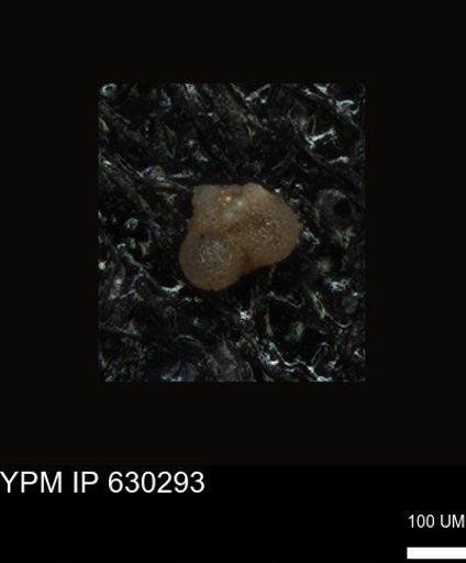 undet. Foraminiferida