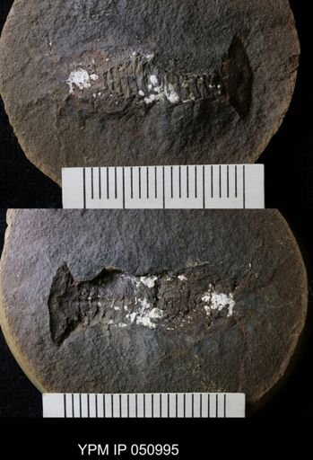 Anthracaris gracilis