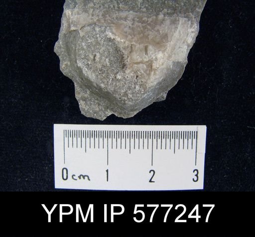 Strophomena fluctuosa