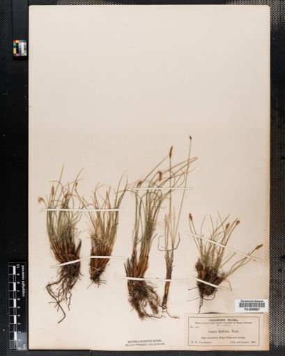 Carex filifolia