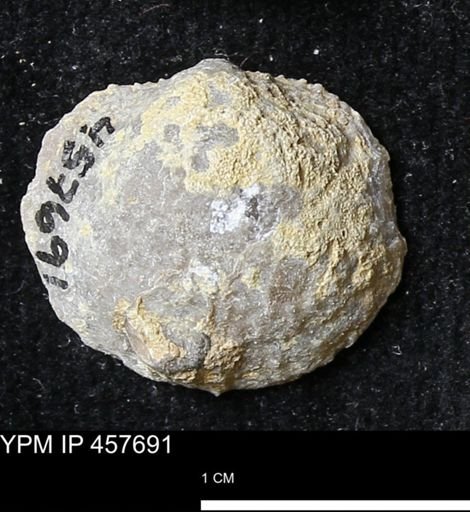 Helaspis sp.