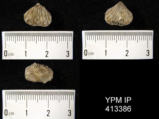 Camarotoechia sp.