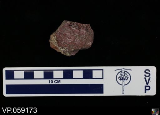 Vertebrata