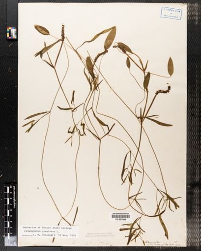 Potamogeton gramineus