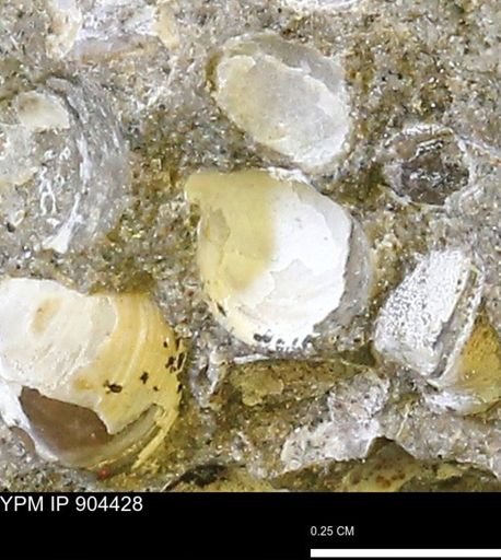 undet. Bivalvia