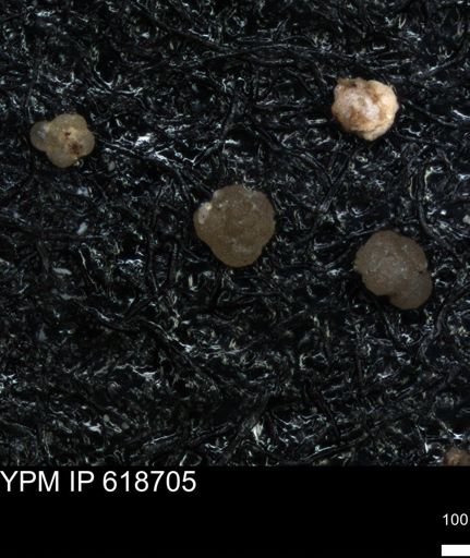 undet. Foraminiferida