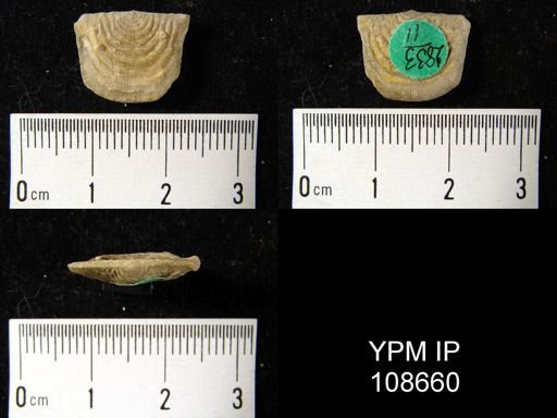 Leptaena rhomboidalis