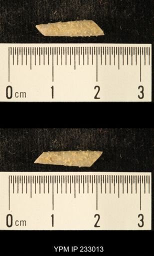 Archaeocidaris sp.