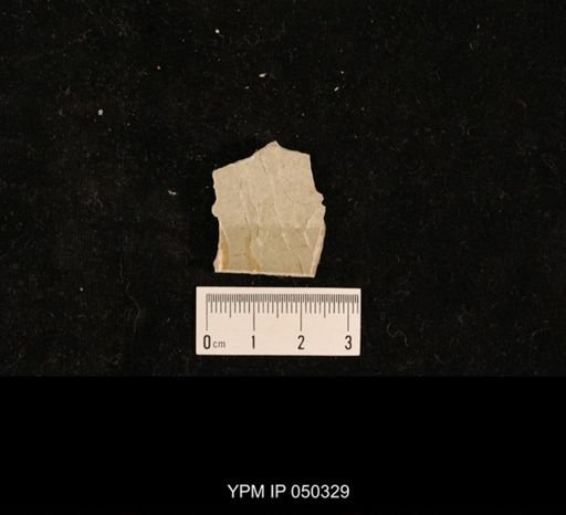 undet. Hexapoda