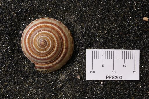 Architectonica sp.
