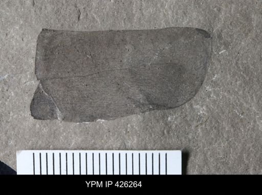 undet. Eurypterida