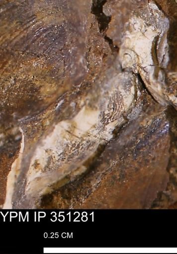 undet. Bivalvia
