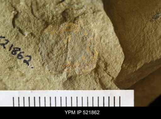 undet. Stylophora
