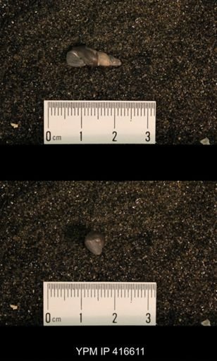 Meekospira peracuta