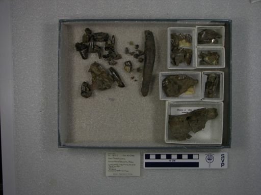 Probathyopsis praecursor