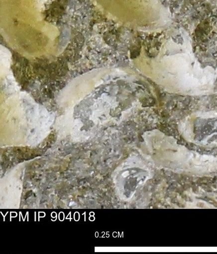 undet. Mollusca