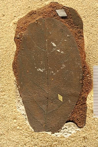 Angiospermopsida