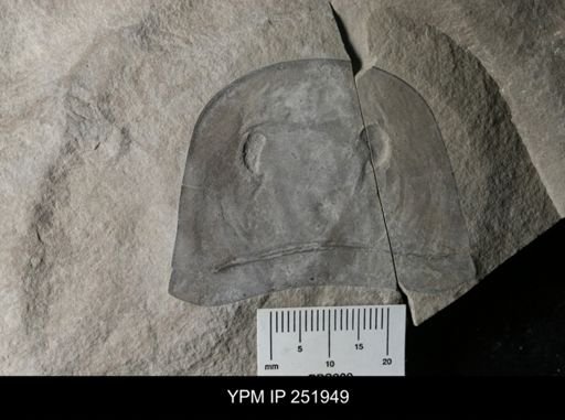 Eurypterus sp.