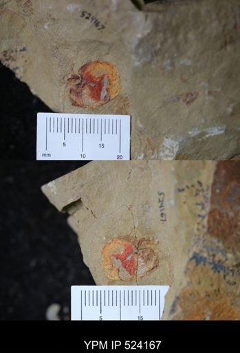 undet. Stylophora