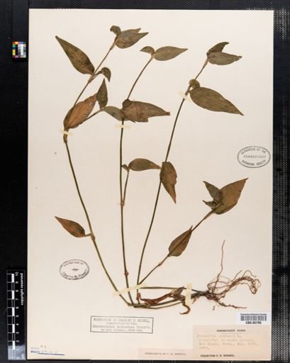 Commelina communis