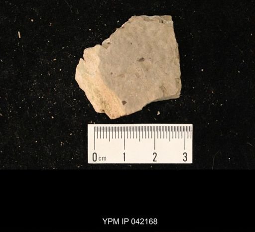undet. Hymenoptera