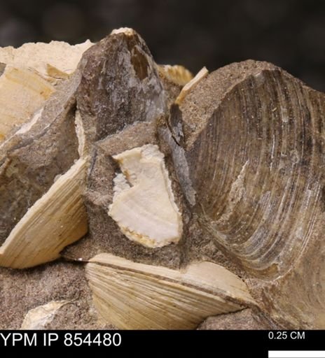 Limopsis striatopunctatus