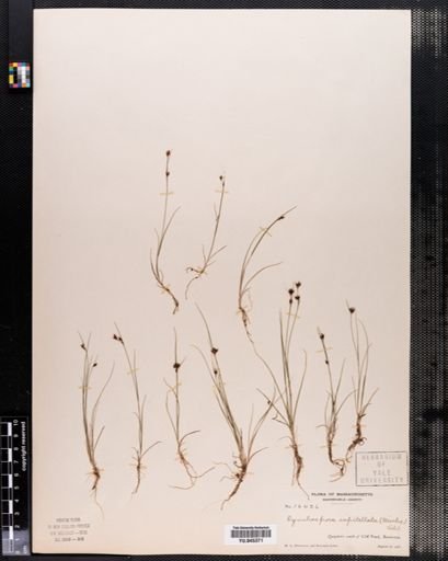 Rhynchospora capitellata