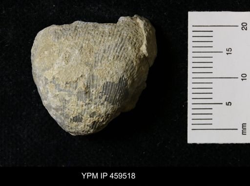 Linoproductus magnispinus