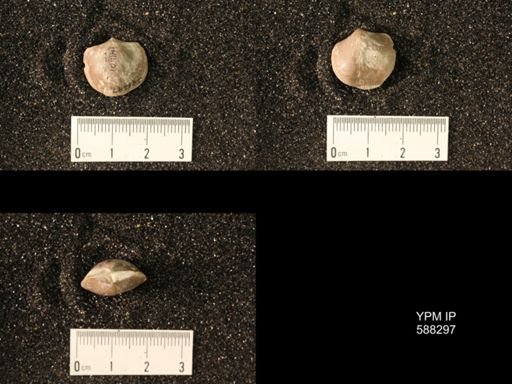 Pionodema uniplicata