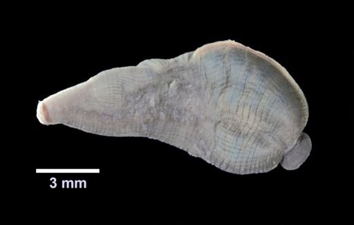 Clepsine picta