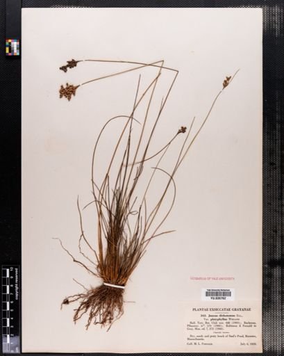 Juncus dichotomus