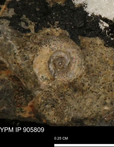 undet. Ammonoidea