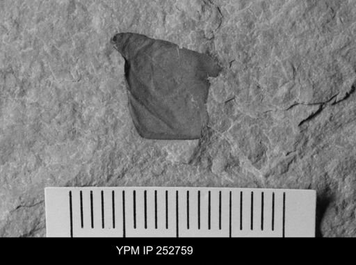 undet. Eurypterida