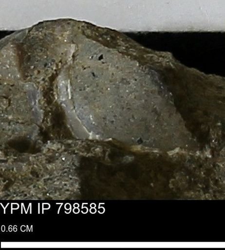 undet. Bivalvia