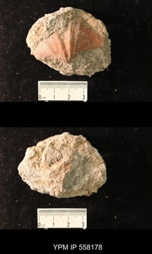 Spirifer cameratus