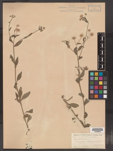 Erigeron annuus
